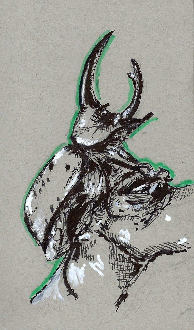 Rhinoceros beetle