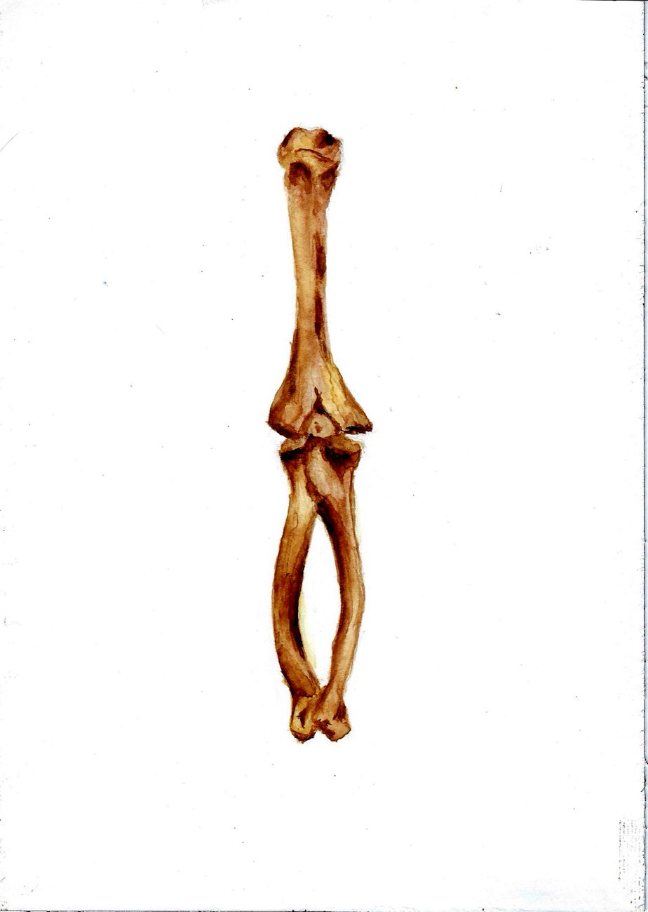 Arm bones
